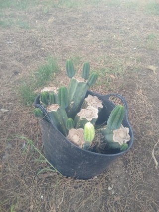 Cactus Cereus jamacaru en venta