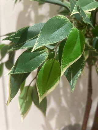 Planta artificial decorativa IKEA FEJKA