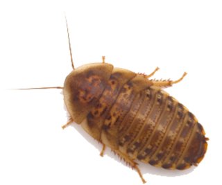 Blaptica dubia