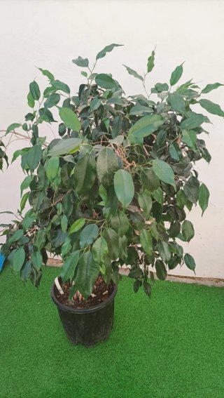 4 Ficus Benjamina Planta Interior