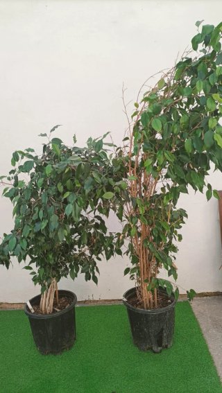 4 Ficus Benjamina Planta Interior