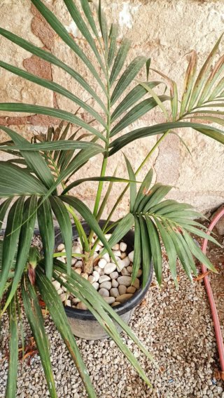 Palmera Kentia