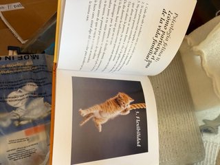 Libro el gato
