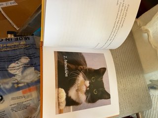 Libro el gato
