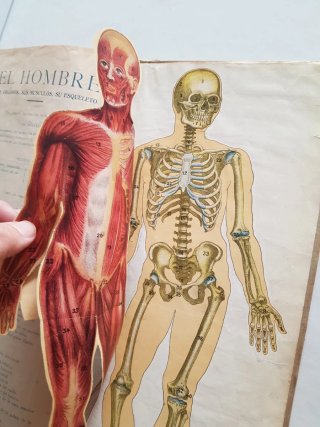 Album elemental de Anatomia del Hombre. Dalmau Car