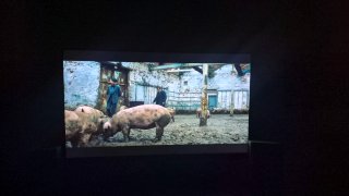 Monitor Asus TUF Gaming VG279Q1A 27 IPS FullHD