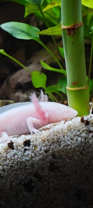 Ajolotes, Mascotas inigualables , varios colores