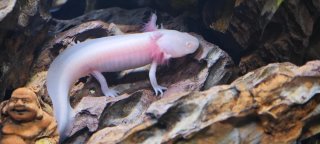 Ajolotes, Mascotas inigualables , varios colores