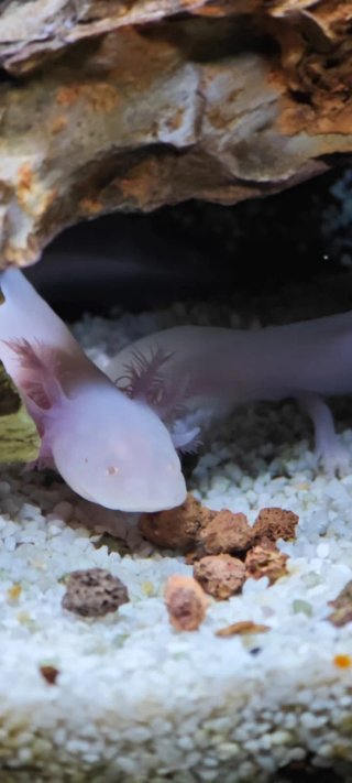Ajolotes, Mascotas inigualables , varios colores