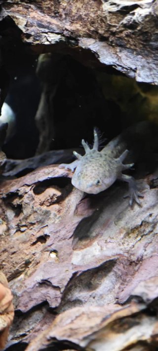 Ajolotes, Mascotas inigualables , varios colores