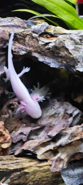 Ajolotes, Mascotas inigualables , varios colores