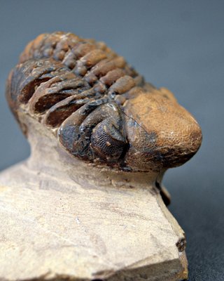 Fósil Trilobites Reedops