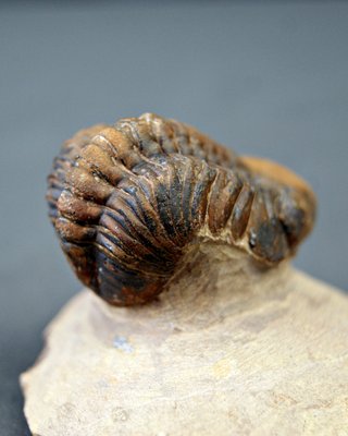 Fósil Trilobites Reedops
