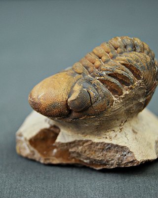 Fósil Trilobites Reedops