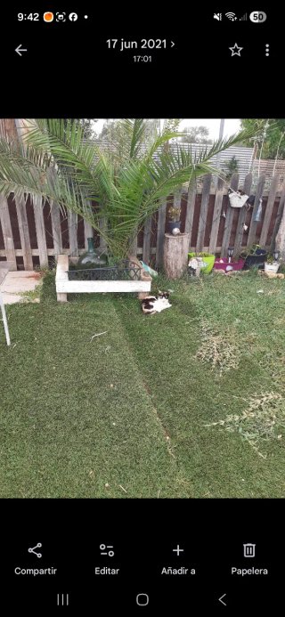 Cuidado de mascotas