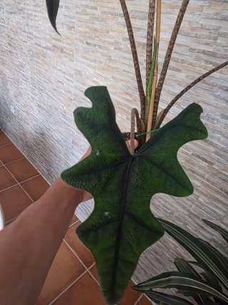 Alocasia Jacklyn