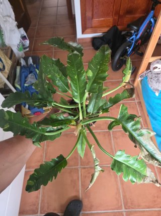 Philodendron Ring of Fire