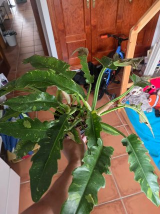 Philodendron Ring of Fire