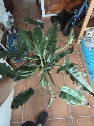 Philodendron Ring of Fire