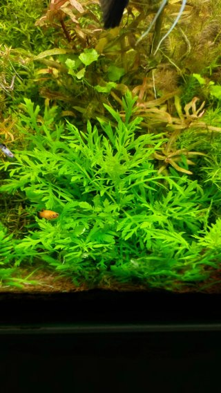 Hygrophila difformis plantas de acuario