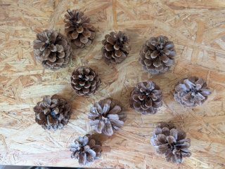 Piñas de pino naturales