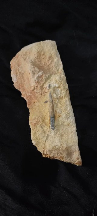 Fósil belemmite