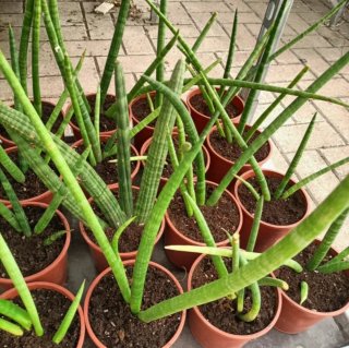 Sanseveria Cylindrica 30-50cm