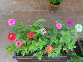 Jardinera de madera con flores variadas