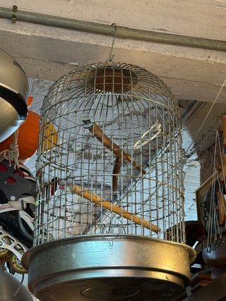 Jaula para loro