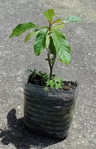 Planta-arbol de aguacate