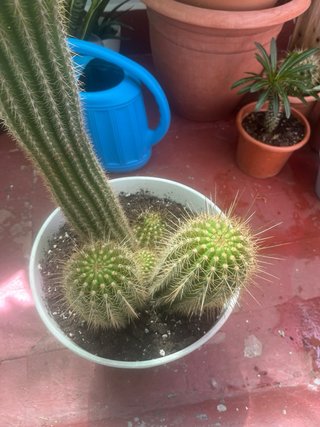 Cactus grande con maceta blanca