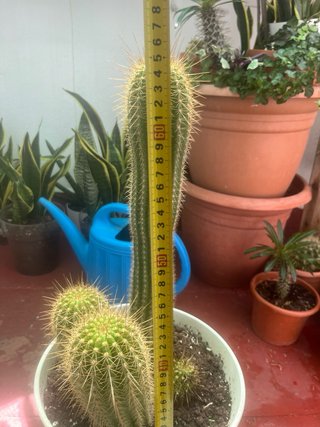 Cactus grande con maceta blanca