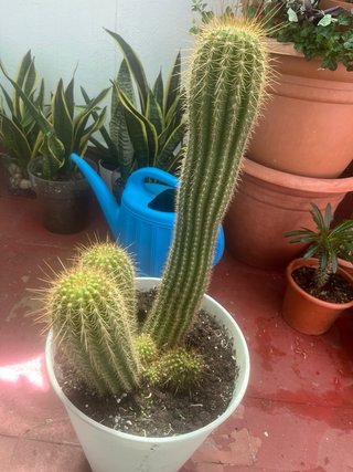 Cactus grande con maceta blanca