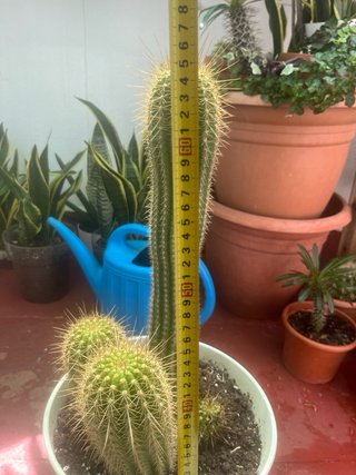 Cactus grande con maceta blanca