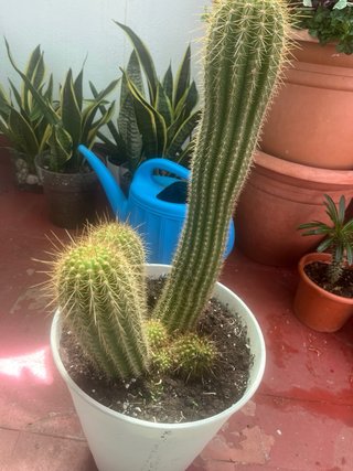 Cactus grande con maceta blanca