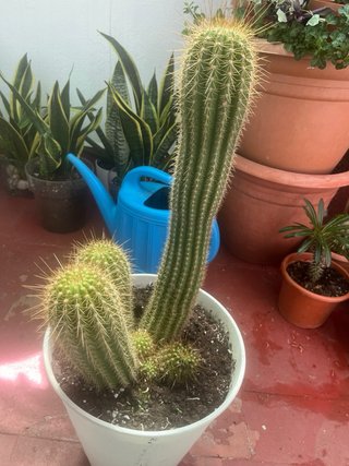 Cactus grande con maceta blanca