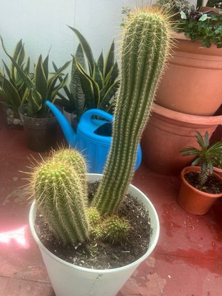 Cactus grande con maceta blanca