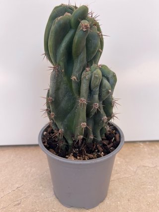 Cactus spiralis