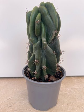 Cactus spiralis