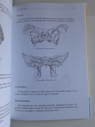 Reconocimiento y posición anatómica de los hues...