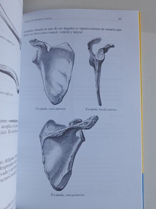 Reconocimiento y posición anatómica de los hues...
