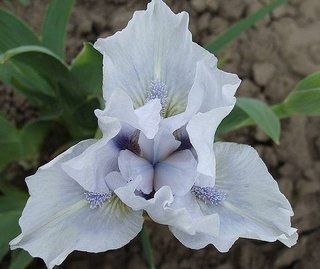 Iris pumila mix nana - 5 rizomi