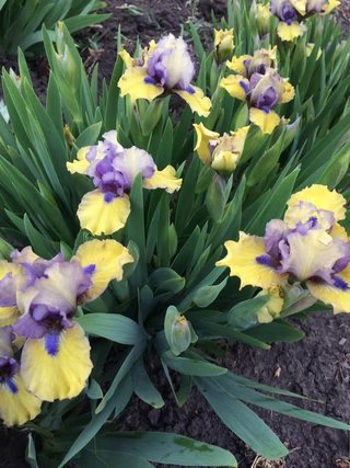 Iris pumila mix nana - 5 rizomi