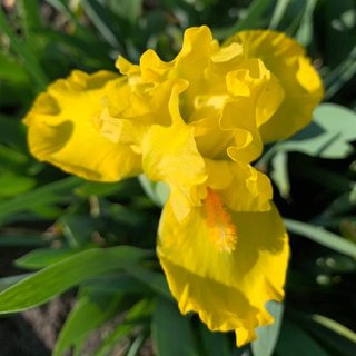 Iris pumila mix nana - 5 rizomi