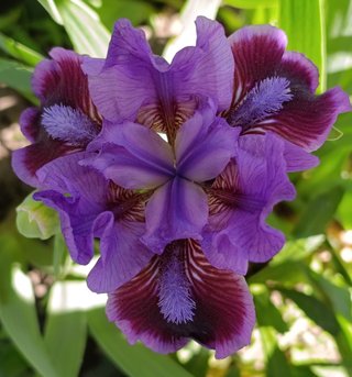 Iris pumila mix nana - 5 rizomi