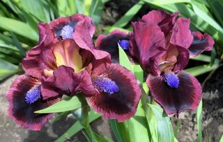 Iris pumila mix nana - 5 rizomi