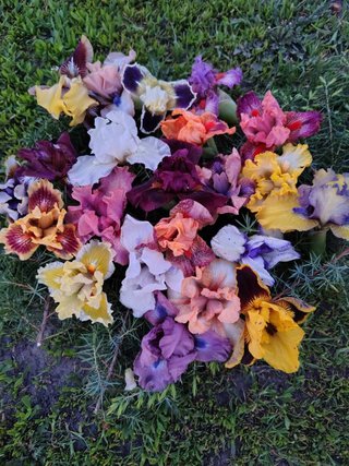 Iris pumila mix nana - 5 rizomi