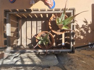 Jardineras de madera 20€ unidad