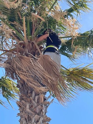 Servicio Poda de Palmeras