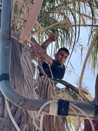 Servicio Poda de Palmeras